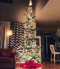 Colorado Native Christmas Trees